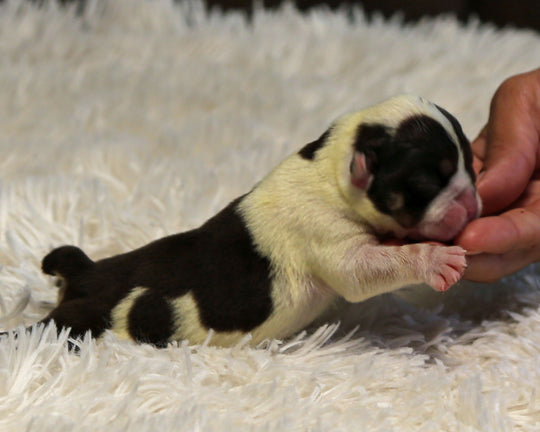 BANDIT — Flashy Chocolate Tri Male English Bulldog, Two Eye Patches