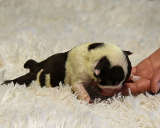 BANDIT — Flashy Chocolate Tri Male English Bulldog, Two Eye Patches