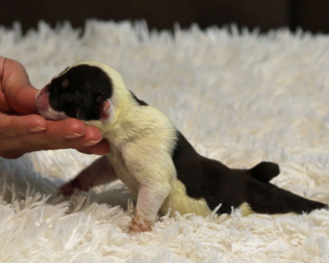 BANDIT — Flashy Chocolate Tri Male English Bulldog, Two Eye Patches