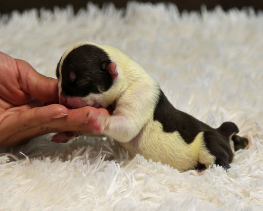 BANDIT — Flashy Chocolate Tri Male English Bulldog, Two Eye Patches