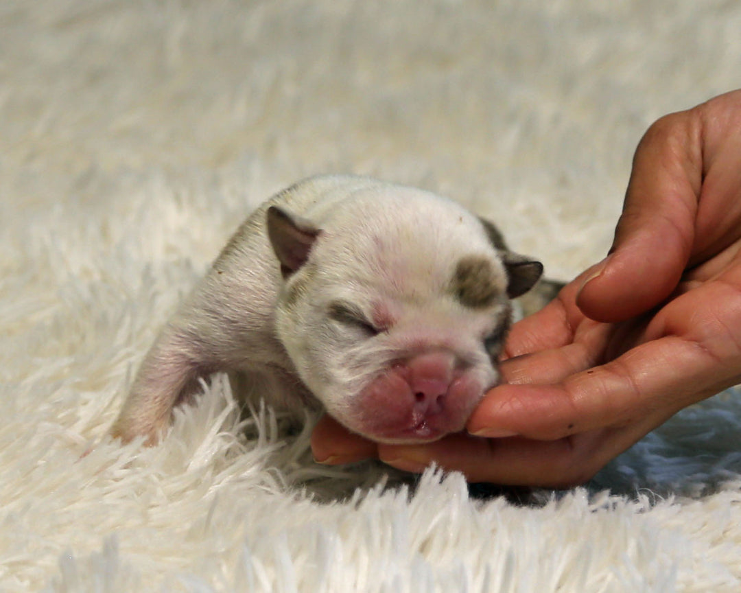BOWIE — Lilac Merle Male English Bulldog, Left Eye Patch + Opposite Brown Ear