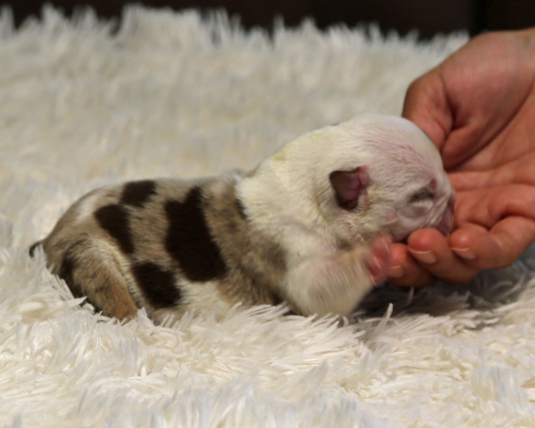 BOWIE — Lilac Merle Male English Bulldog, Left Eye Patch + Opposite Brown Ear