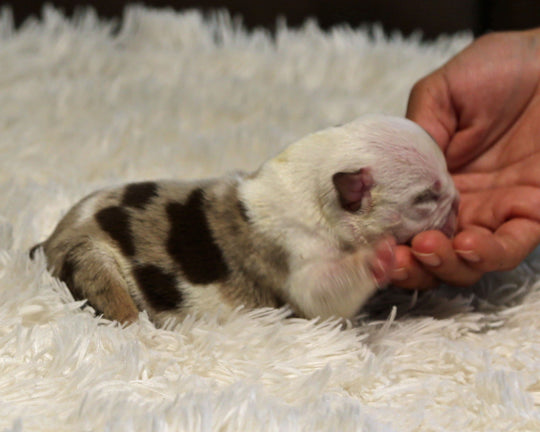 BOWIE — Lilac Merle Male English Bulldog, Left Eye Patch + Opposite Brown Ear