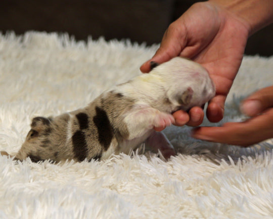 BOWIE — Lilac Merle Male English Bulldog, Left Eye Patch + Opposite Brown Ear