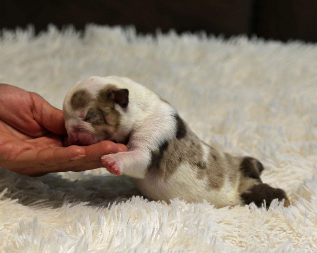 BOWIE — Lilac Merle Male English Bulldog, Left Eye Patch + Opposite Brown Ear