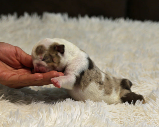BOWIE — Lilac Merle Male English Bulldog, Left Eye Patch + Opposite Brown Ear