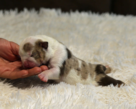 BOWIE — Lilac Merle Male English Bulldog, Left Eye Patch + Opposite Brown Ear