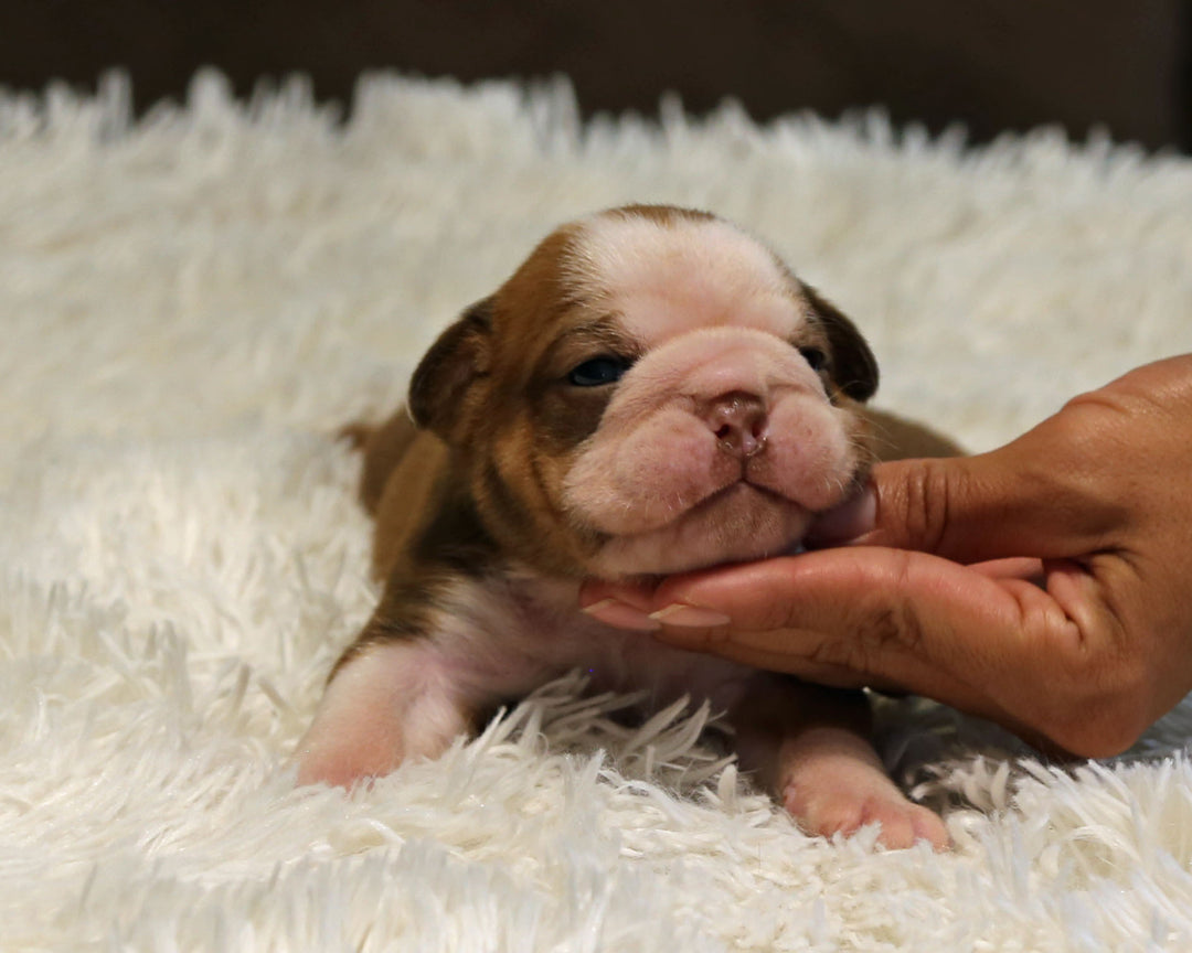 COCO — Chocolate Tri Female English Bulldog ***RESERVED***