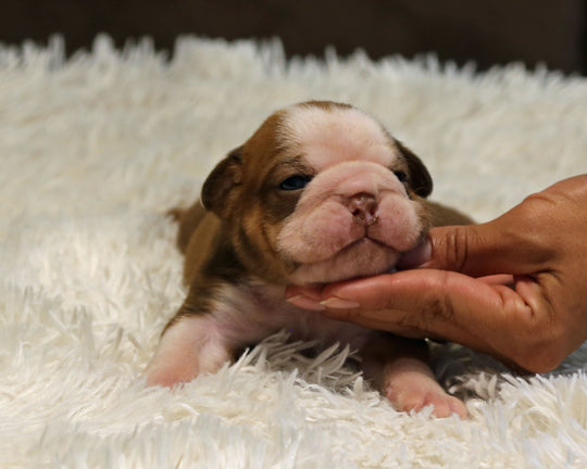 COCO — Chocolate Tri Female English Bulldog ***RESERVED***