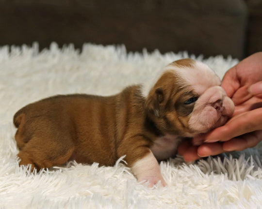 COCO — Chocolate Tri Female English Bulldog ***RESERVED***