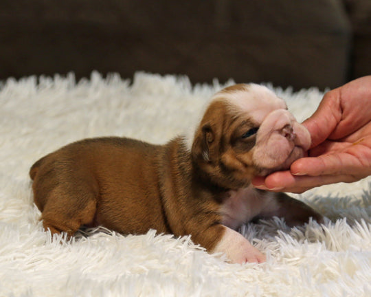COCO — Chocolate Tri Female English Bulldog ***RESERVED***