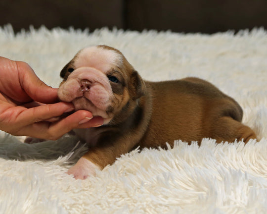 COCO — Chocolate Tri Female English Bulldog ***RESERVED***