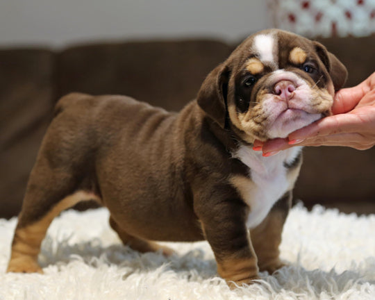 ZORRO! Super-Nice Chocolate Tri English Bulldog, Male