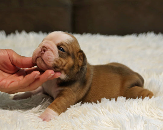 COCO — Chocolate Tri Female English Bulldog ***RESERVED***