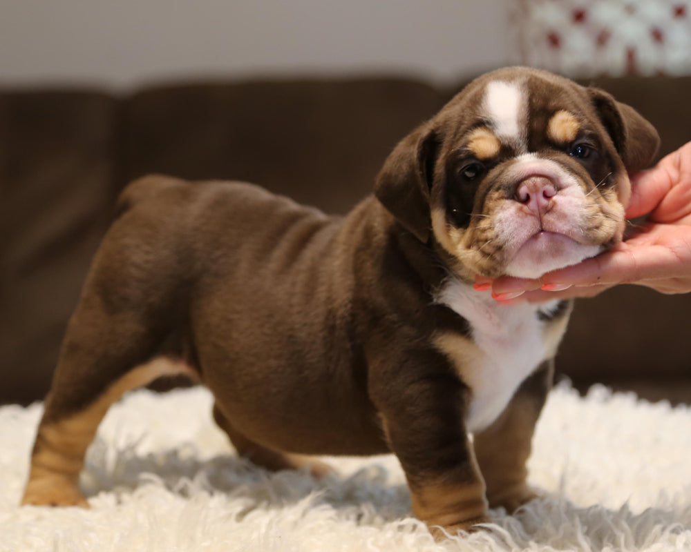 ZORRO! Super-Nice Chocolate Tri English Bulldog, Male