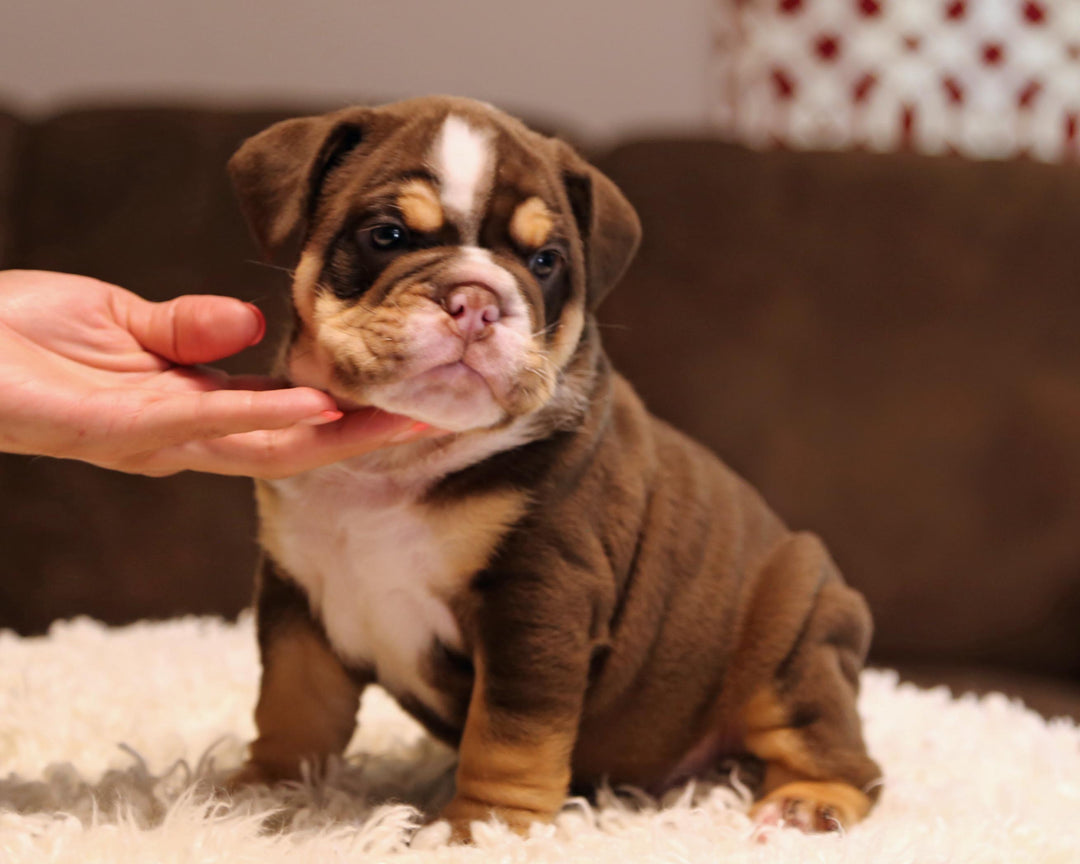 ZORRO! Super-Nice Chocolate Tri English Bulldog, Male