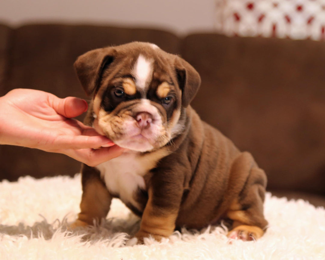 ZORRO! Super-Nice Chocolate Tri English Bulldog, Male