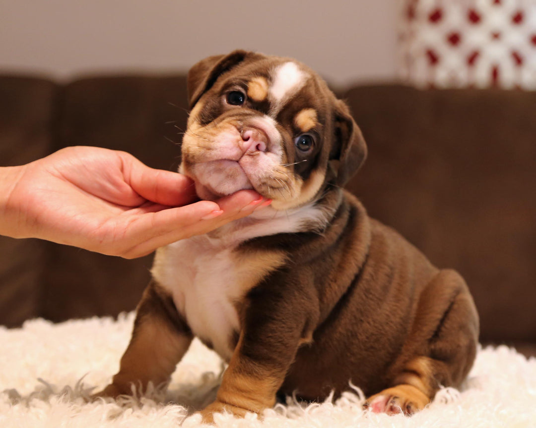 ZORRO! Super-Nice Chocolate Tri English Bulldog, Male