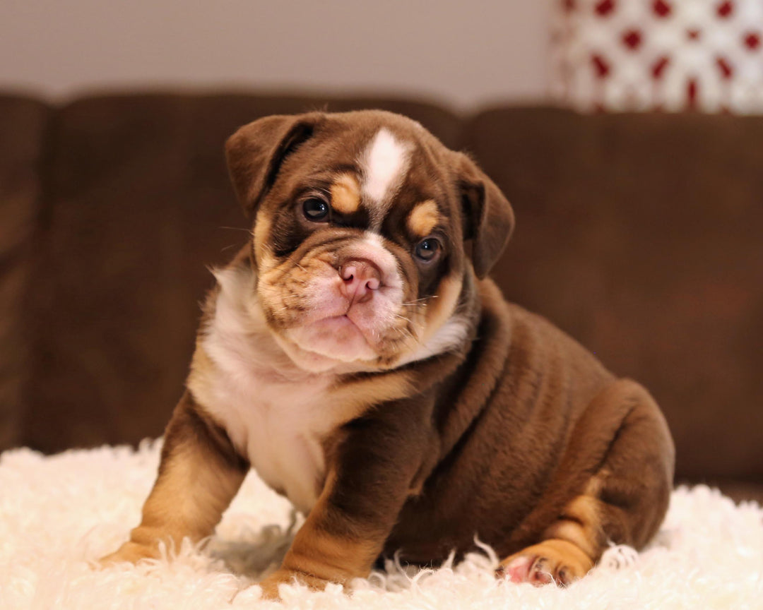 ZORRO! Super-Nice Chocolate Tri English Bulldog, Male