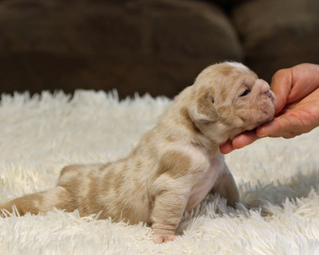 LAVENDER — Lilac Merle Female English Bulldog