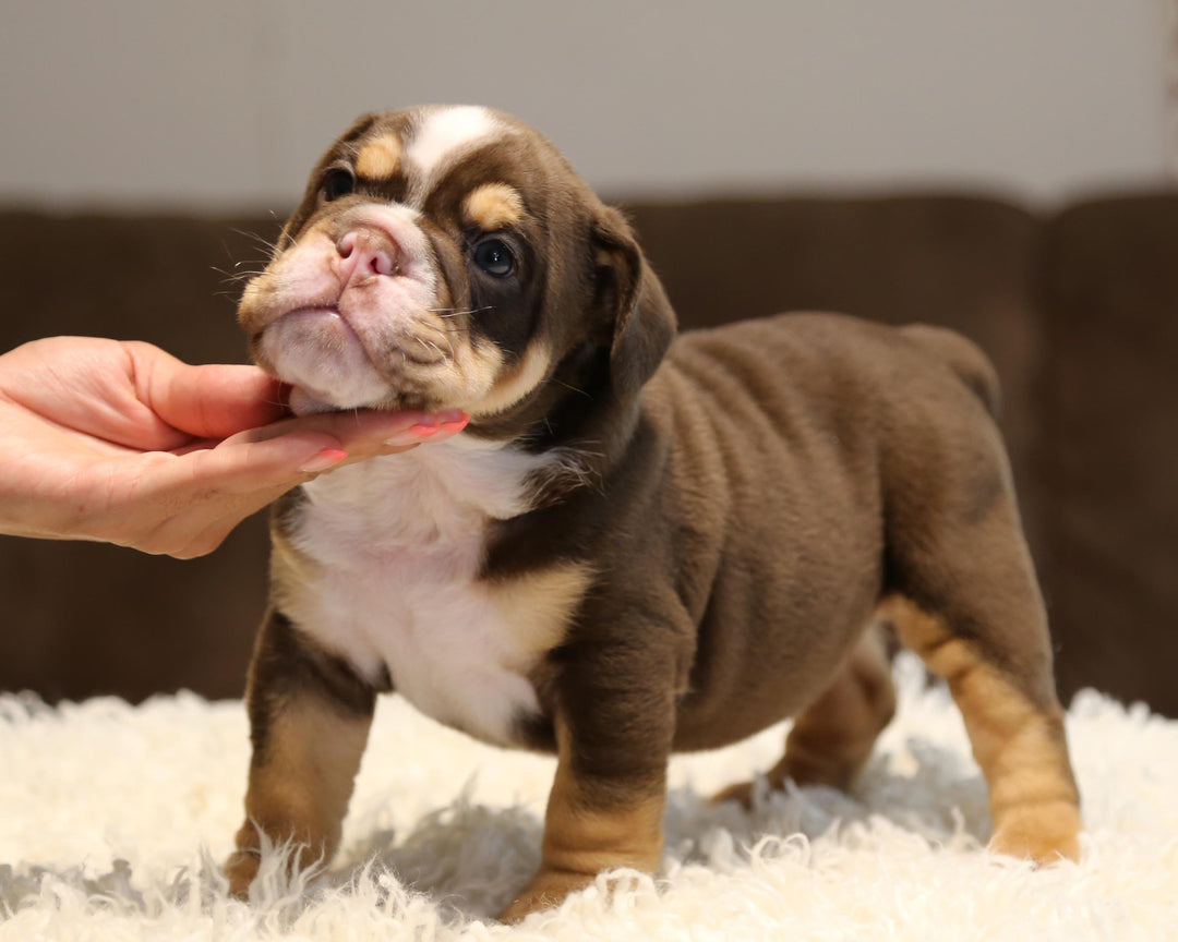 ZORRO! Super-Nice Chocolate Tri English Bulldog, Male