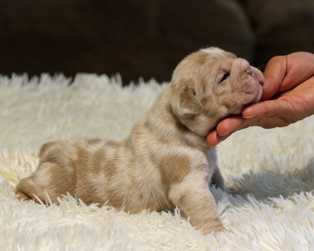 LAVENDER — Lilac Merle Female English Bulldog