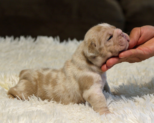 LAVENDER — Lilac Merle Female English Bulldog
