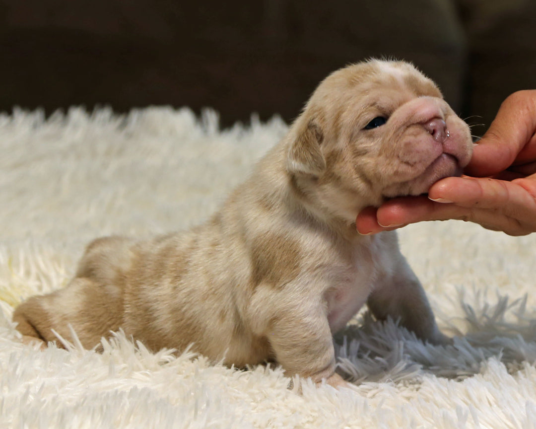 LAVENDER — Lilac Merle Female English Bulldog