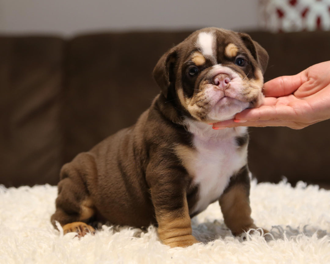 ZORRO! Super-Nice Chocolate Tri English Bulldog, Male