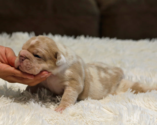LAVENDER — Lilac Merle Female English Bulldog