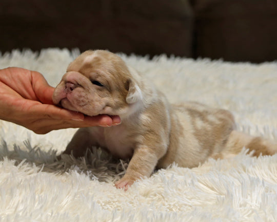 LAVENDER — Lilac Merle Female English Bulldog