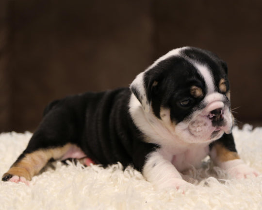 ZHYON! Stunning Black-Tri English Bulldog, Female SALE PENDING