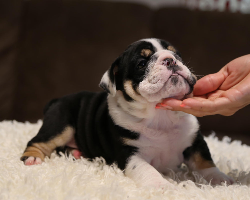 ZHYON! Stunning Black-Tri English Bulldog, Female SALE PENDING