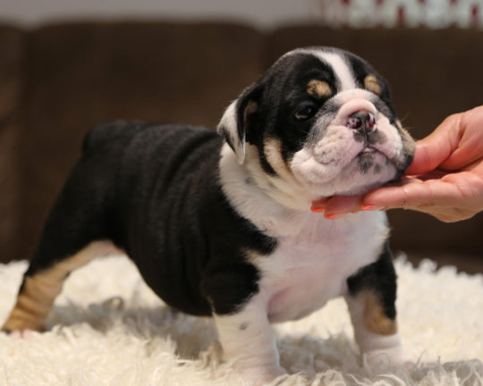 ZHYON! Stunning Black-Tri English Bulldog, Female SALE PENDING