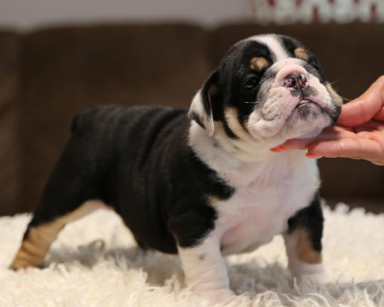 ZHYON! Stunning Black-Tri English Bulldog, Female SALE PENDING