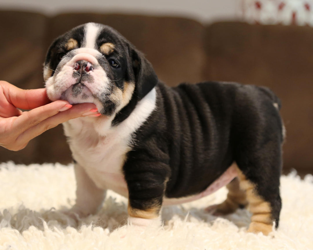 ZHYON! Stunning Black-Tri English Bulldog, Female SALE PENDING