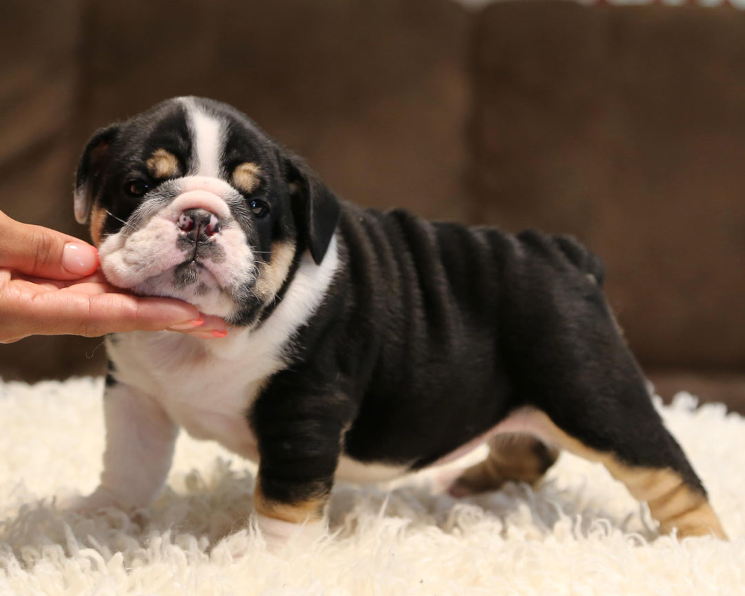 ZHYON! Stunning Black-Tri English Bulldog, Female SALE PENDING