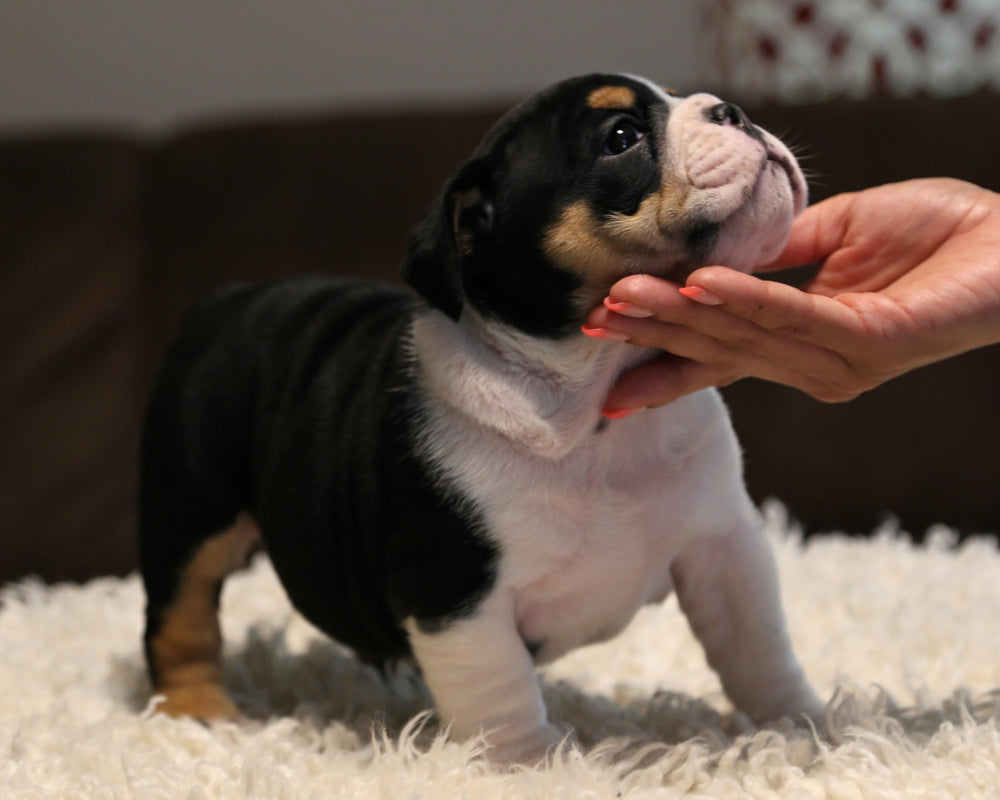 ZELDA! Extraordinary Black-Tri English Bulldog, Female