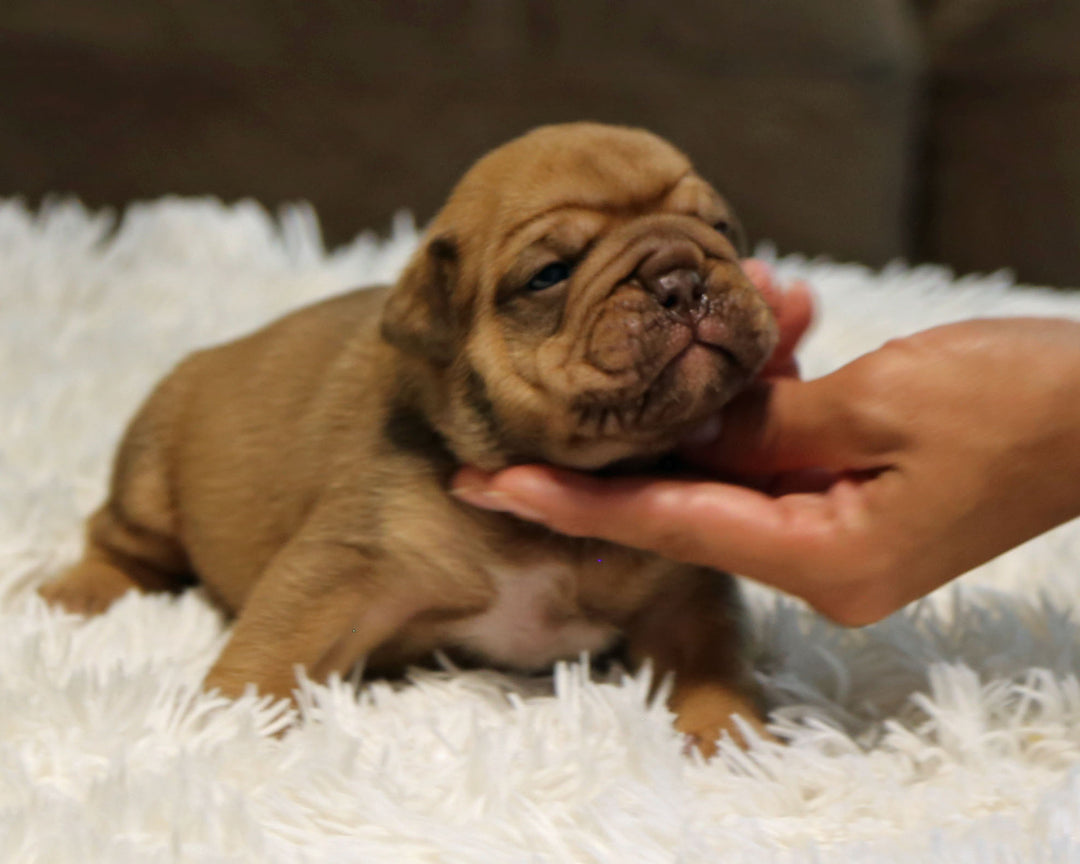 ZUKO — Full-Body Chocolate Male English Bulldog ***RESERVED***