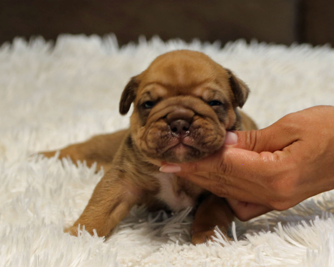 ZUKO — Full-Body Chocolate Male English Bulldog ***RESERVED***