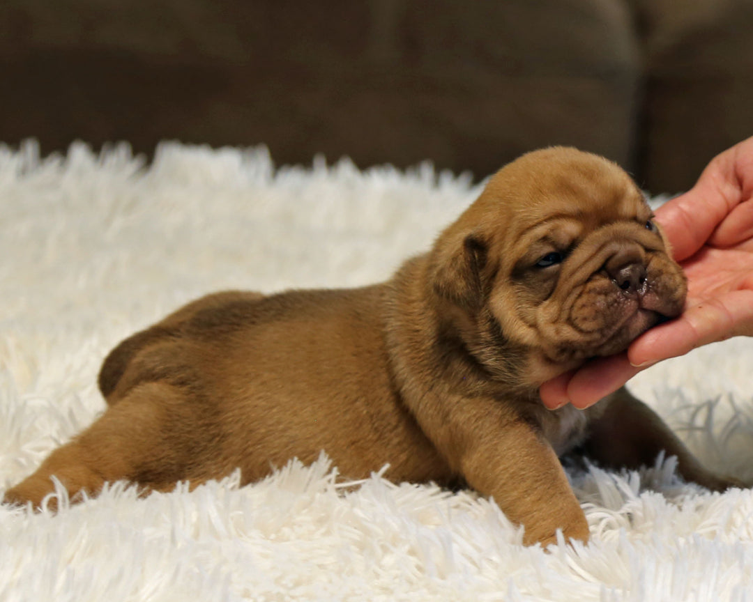 ZUKO — Full-Body Chocolate Male English Bulldog ***RESERVED***