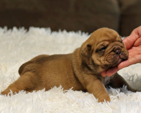 ZUKO — Full-Body Chocolate Male English Bulldog ***RESERVED***