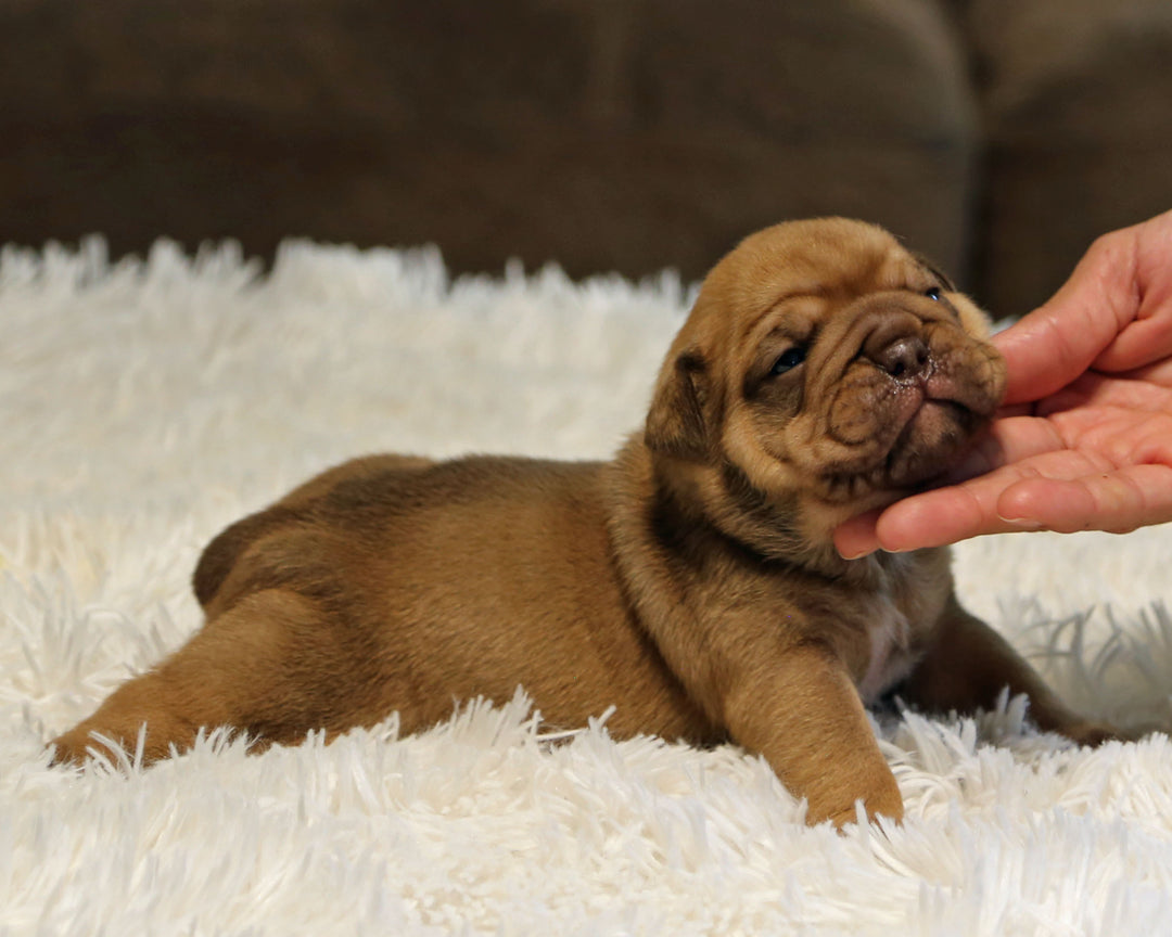 ZUKO — Full-Body Chocolate Male English Bulldog ***RESERVED***