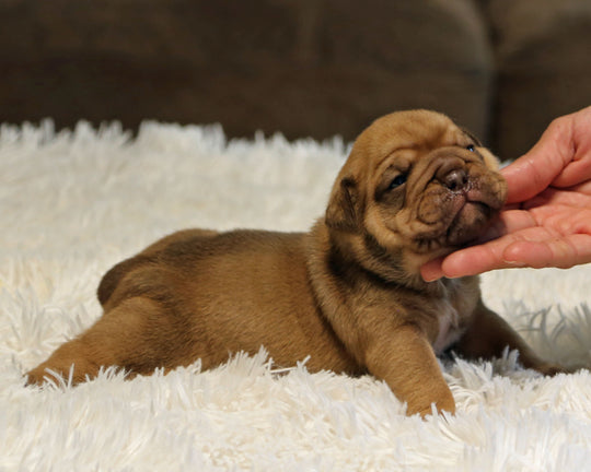 ZUKO — Full-Body Chocolate Male English Bulldog ***RESERVED***