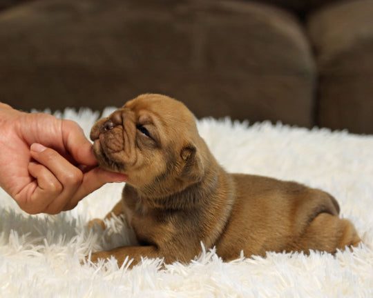ZUKO — Full-Body Chocolate Male English Bulldog ***RESERVED***