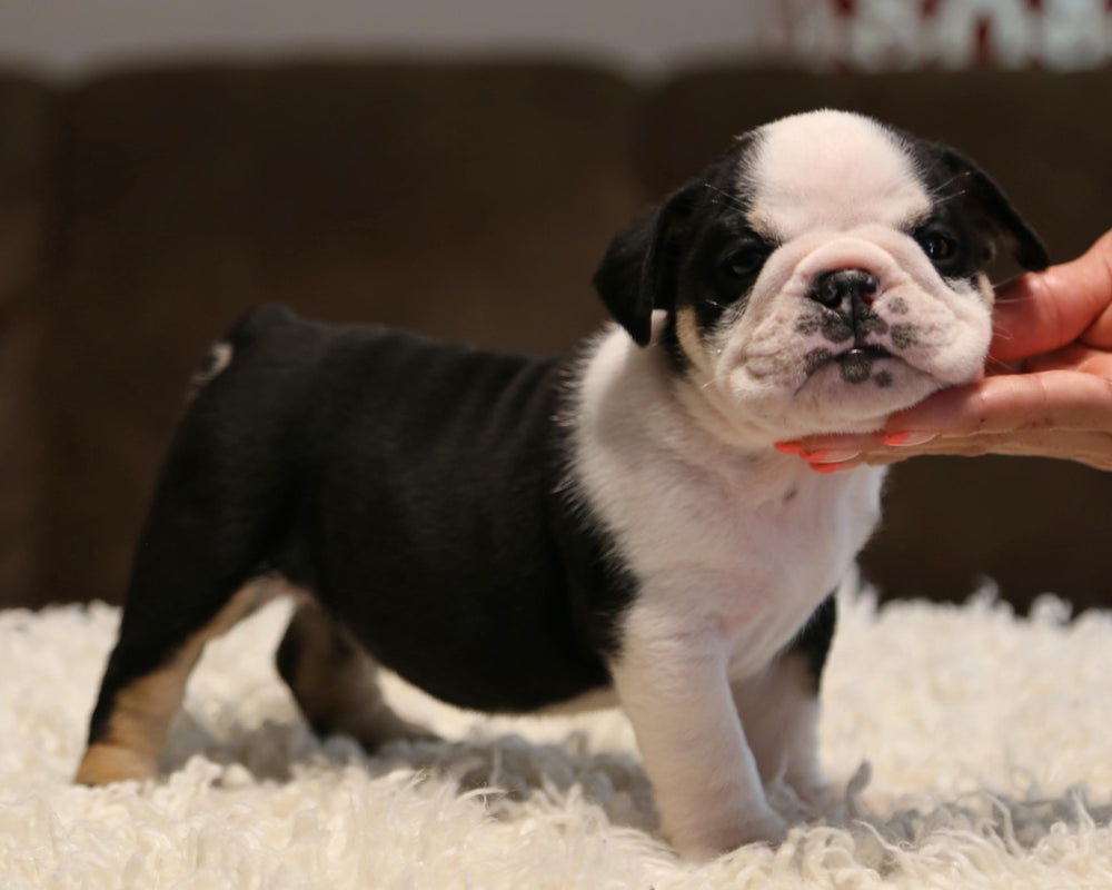 ZENA!  Striking Black-Tri English Bulldog, Female