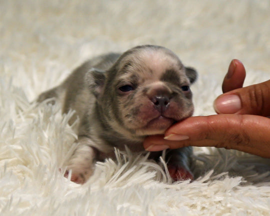 OPAL — Harlequin Merle Female Frenchie