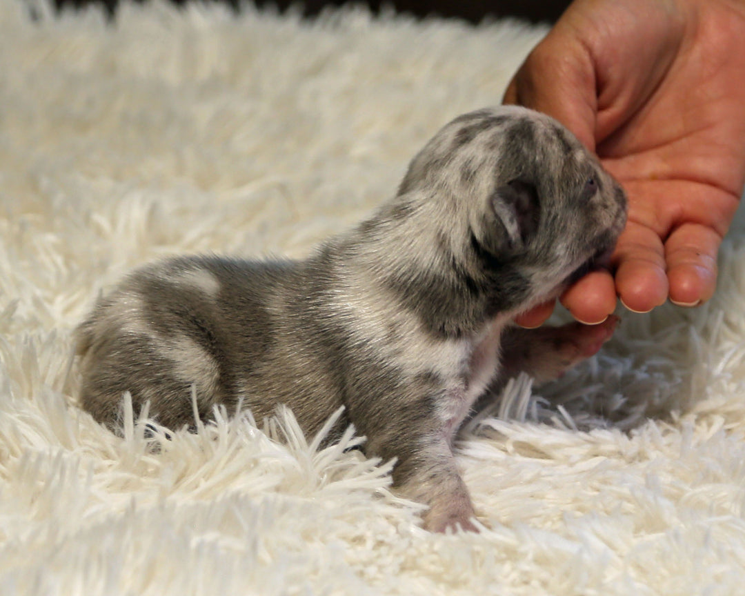 OPAL — Harlequin Merle Female Frenchie