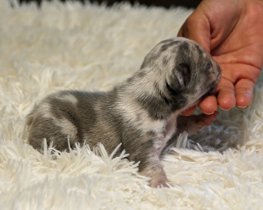 OPAL — Harlequin Merle Female Frenchie