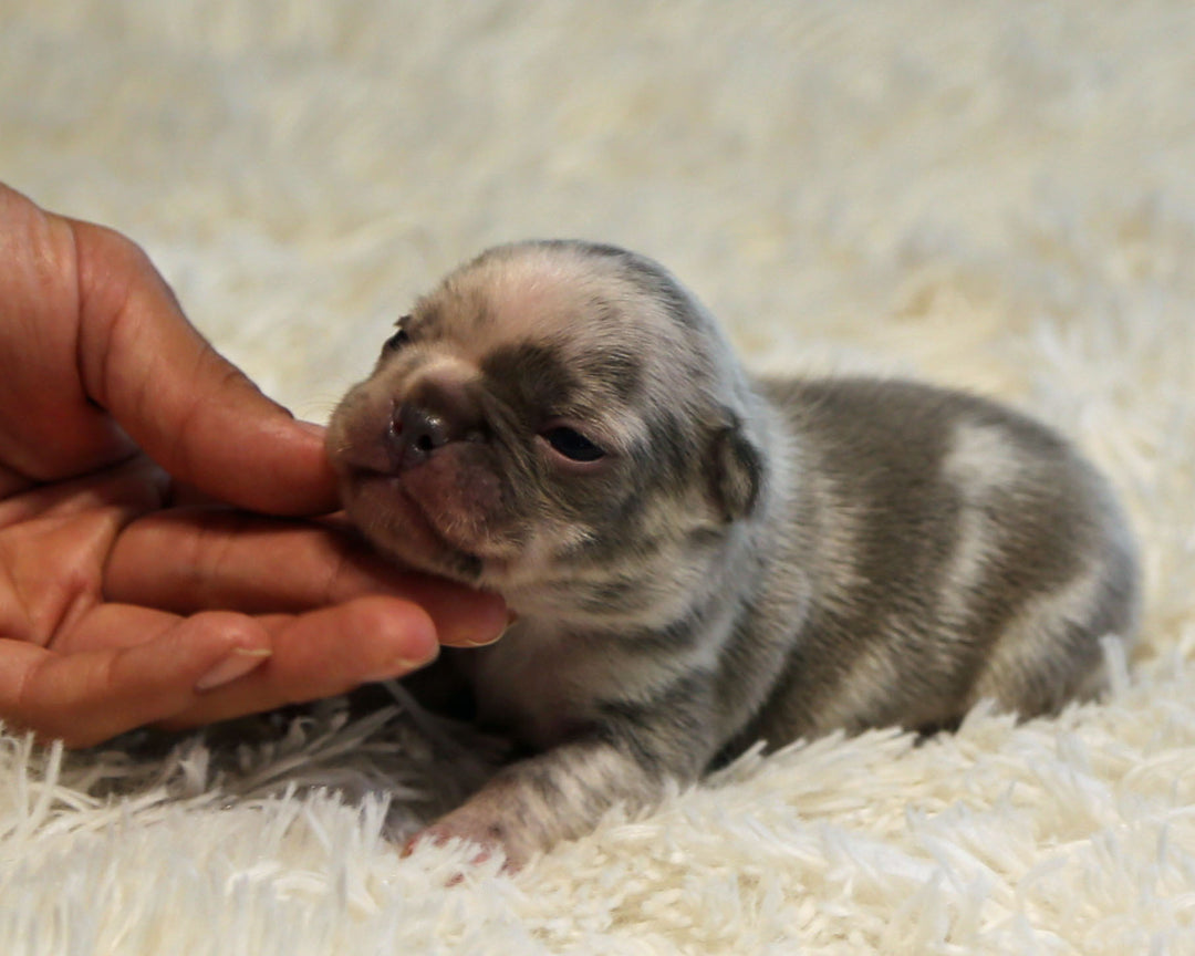 OPAL — Harlequin Merle Female Frenchie